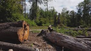 Best Tree Risk Assessment  in Sykesville, MD