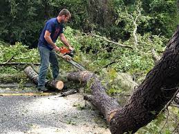 Best Tree Trimming and Pruning  in Sykesville, MD