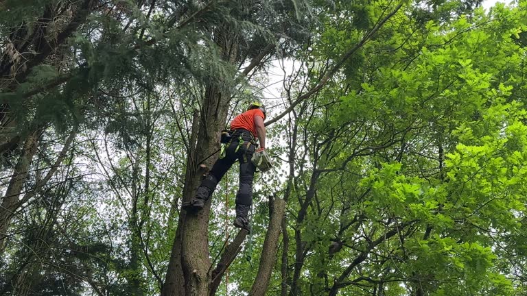 Best Hazardous Tree Removal  in Sykesville, MD