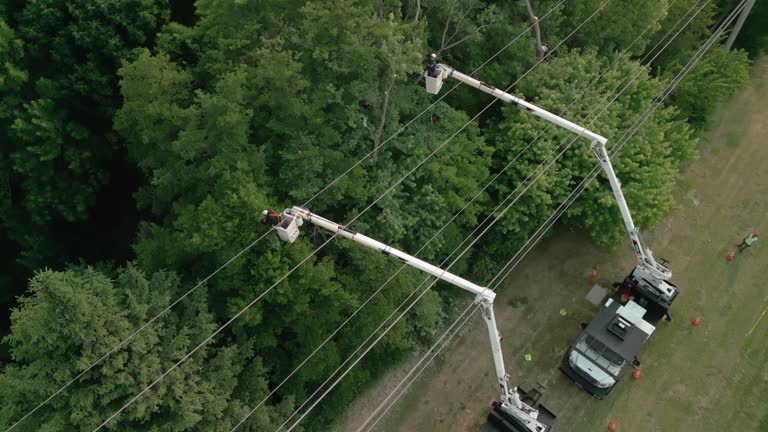 Best Root Management and Removal  in Sykesville, MD