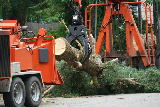 Best Pest Control for Lawns  in Sykesville, MD