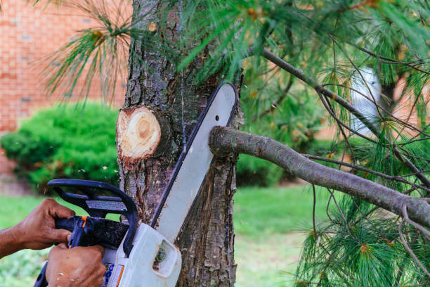 Best Arborist Consultation Services  in Sykesville, MD